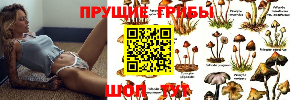 Псилоцибиновые грибы Psilocybe  Вход с VPN  где купить   Хасавюрт  Псилоцибиновые грибы Psilocybine cubensis 